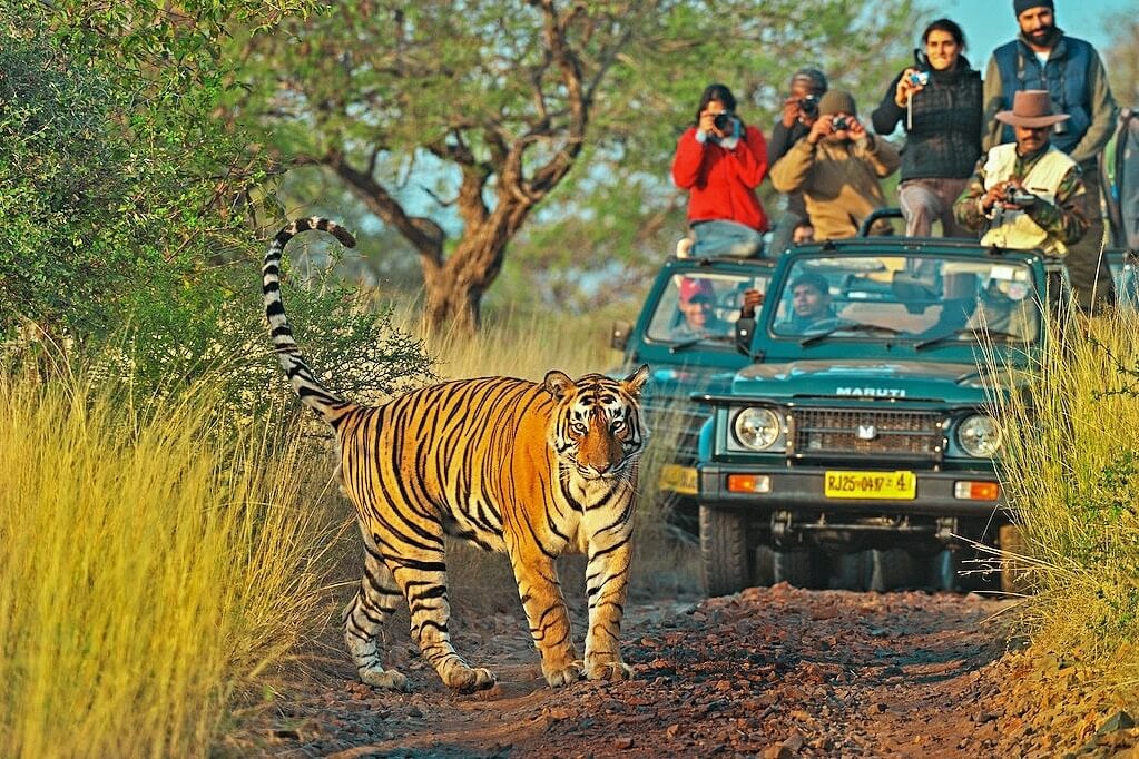 Le Safari en jeep en Inde