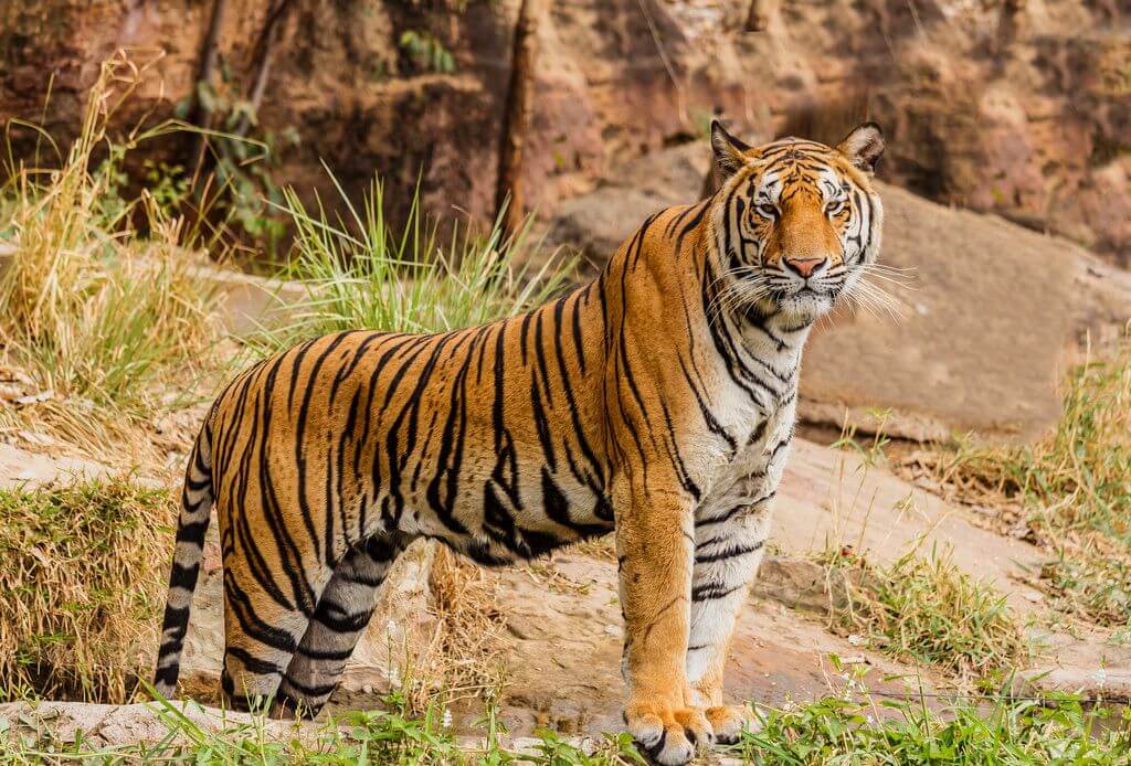 Tigre royal du Bengale - Faits et informations sur les tigres royaux du Bengale