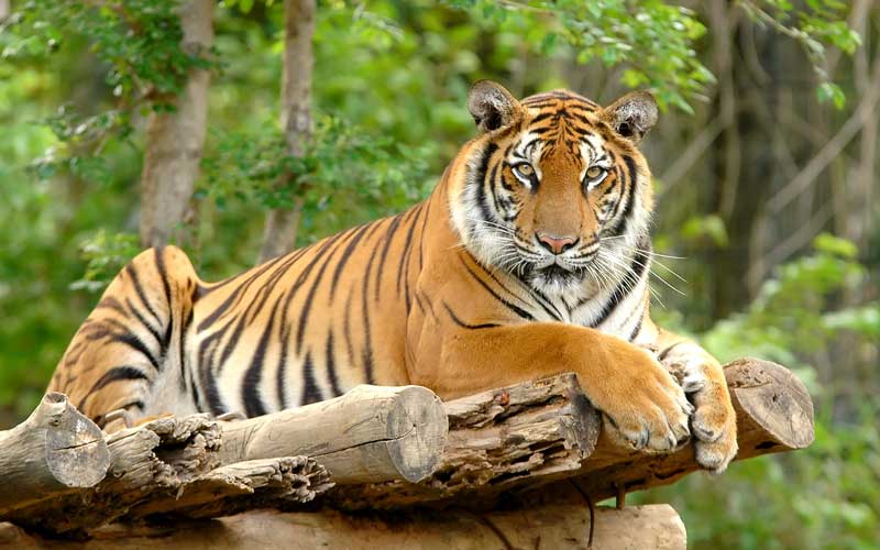 Le comportement du tigre royal du Bengale