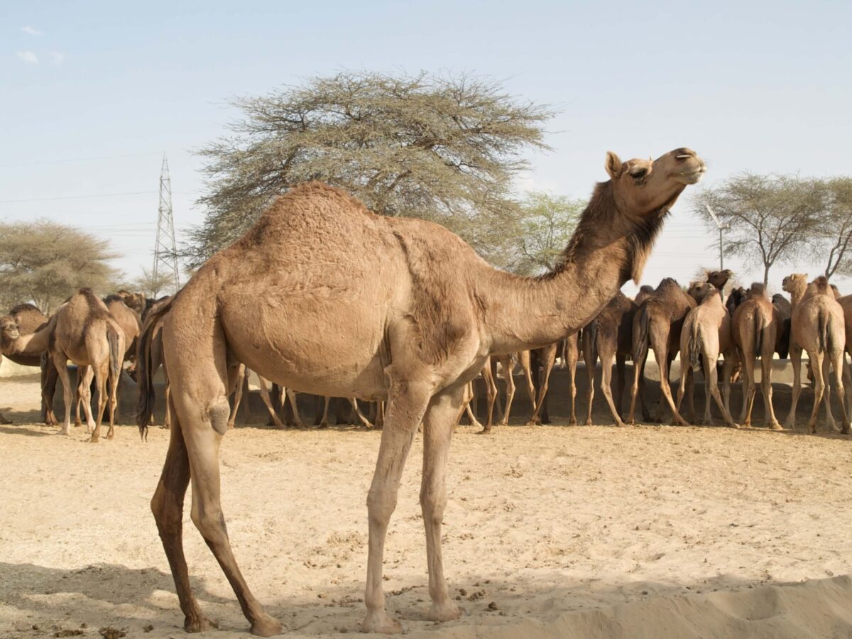 Ferme d'élevage de chameaux