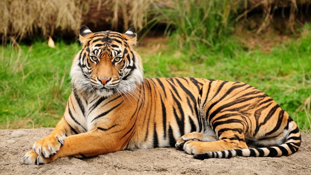 Classification du tigre royal du Bengale