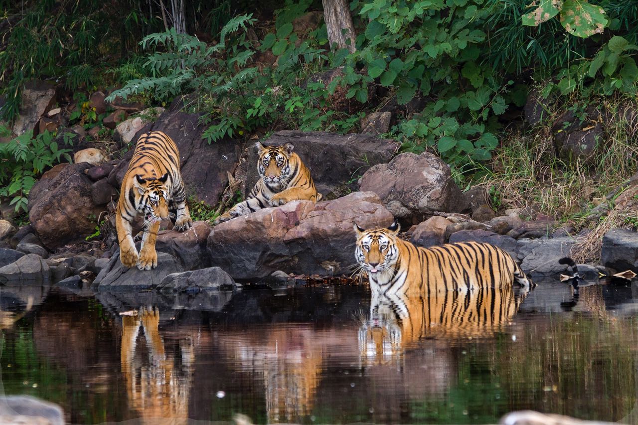 Population de tigres du Bengale royal en Inde