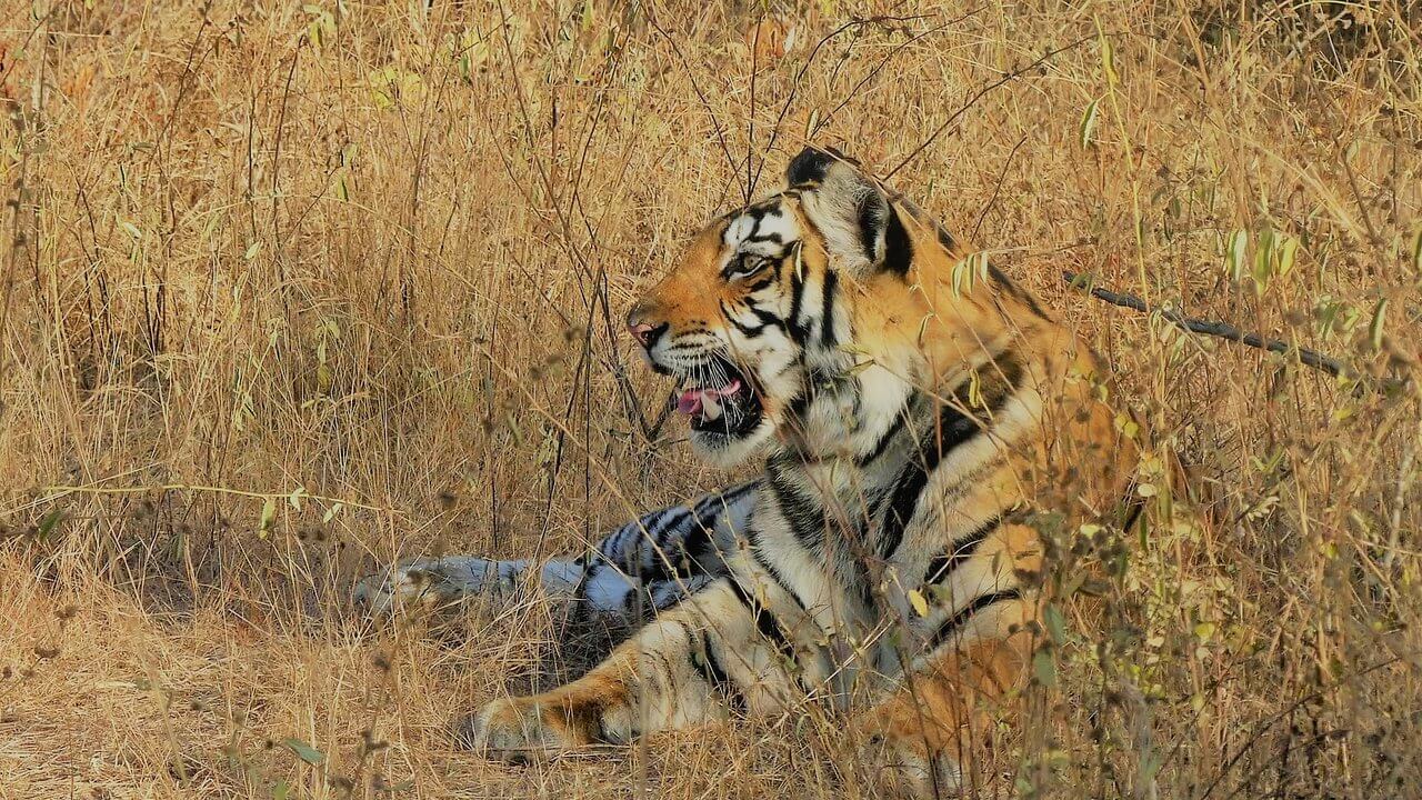 Voyage À Rajasthan Pour Découvrir Des Tigres Et Le Palais De Rajput