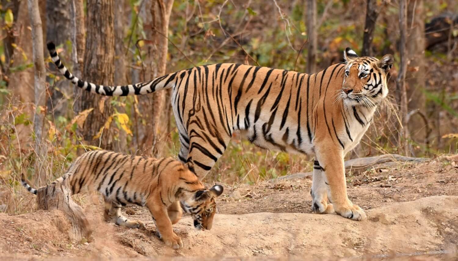 Caractéristiques physiques du tigre royal du Bengale
