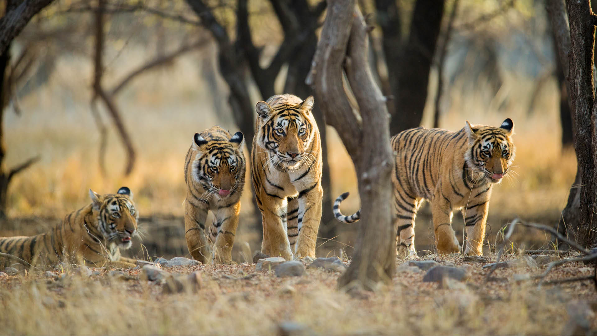 Des faits intéressants sur le Tigre Royal du Bengale