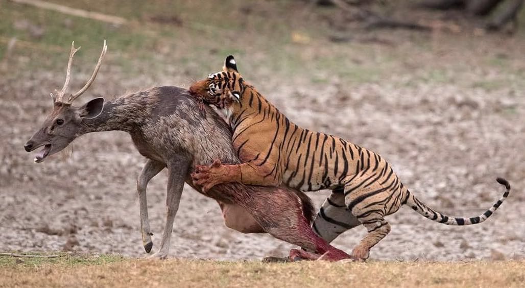 Que mangent les Tigres du Bengale ?