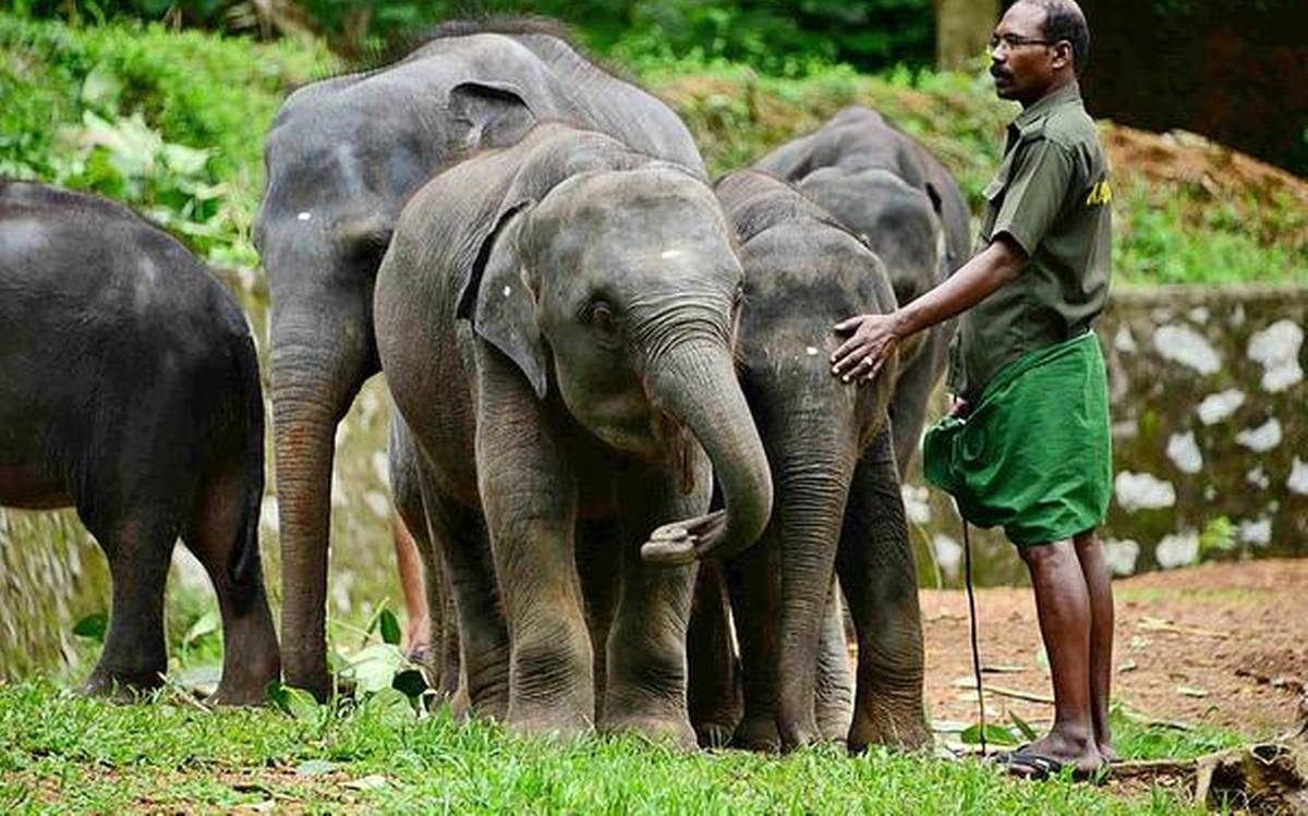 Centre de réhabilitation des éléphants