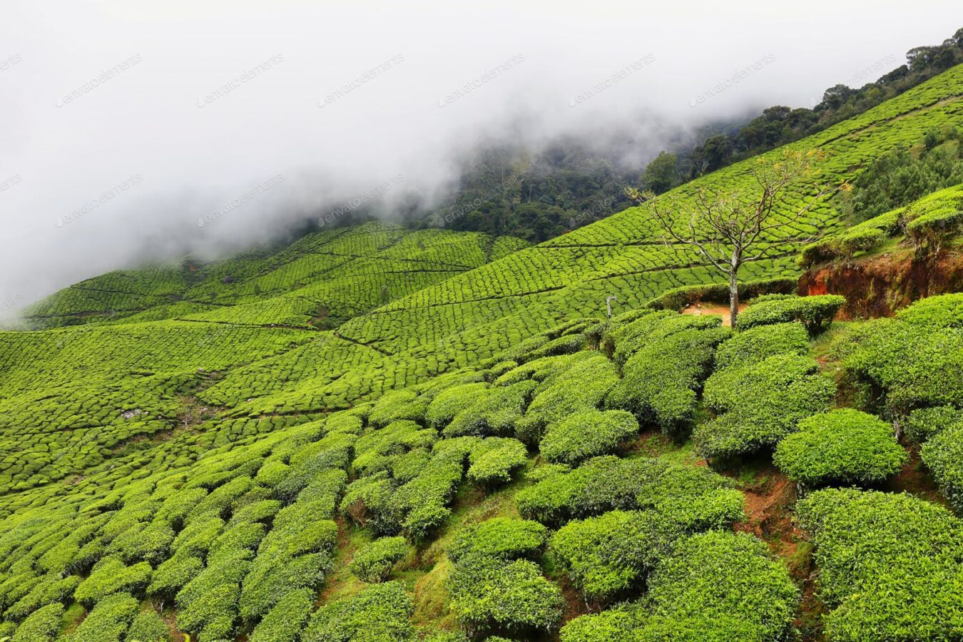 La plantation de thé Kolukkumalai