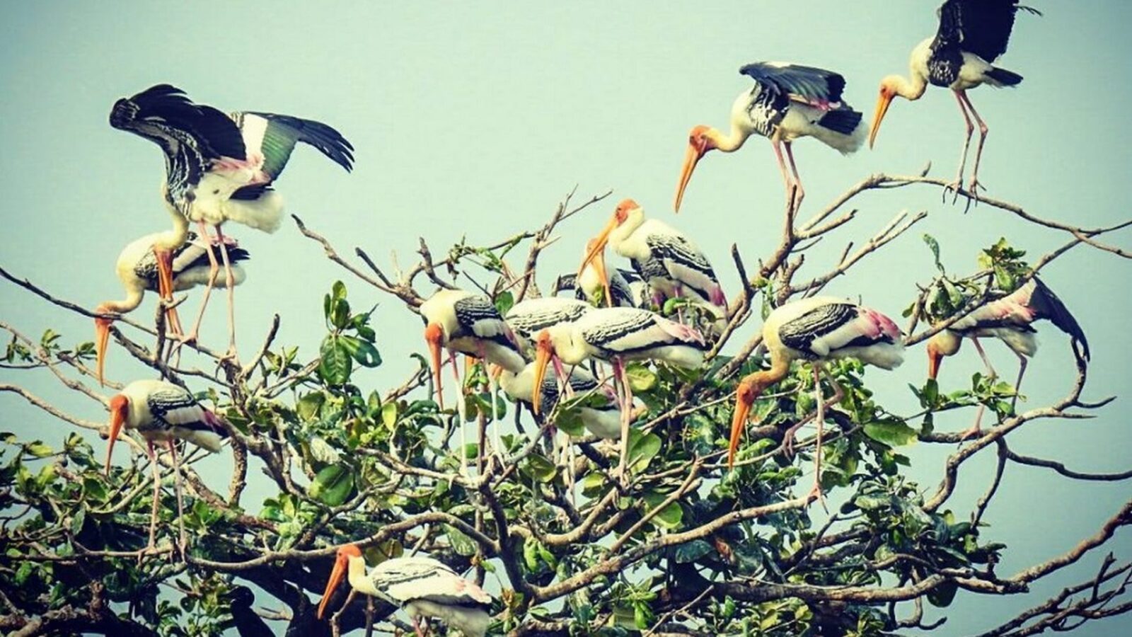 La réserve ornithologique de Kumarakom