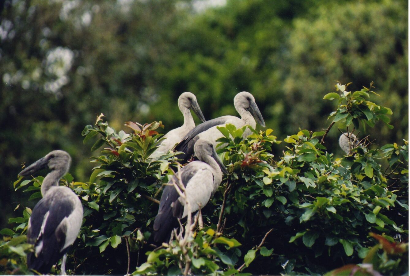 La réserve ornithologique de Mangalavanam