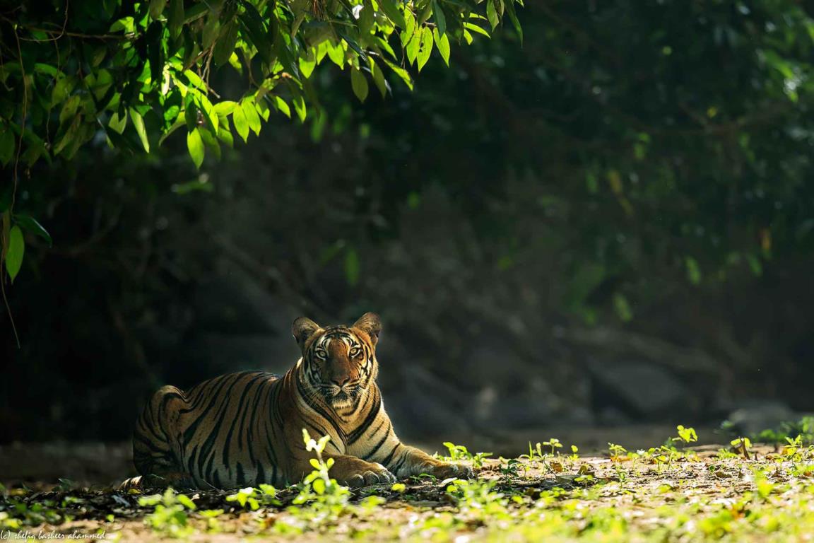 Réserve de tigres de Parambikulam