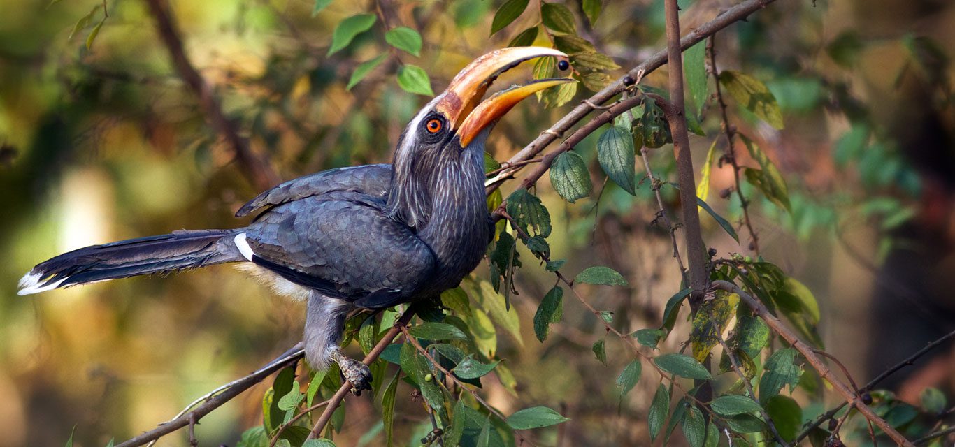 La réserve ornithologique de Thattekad