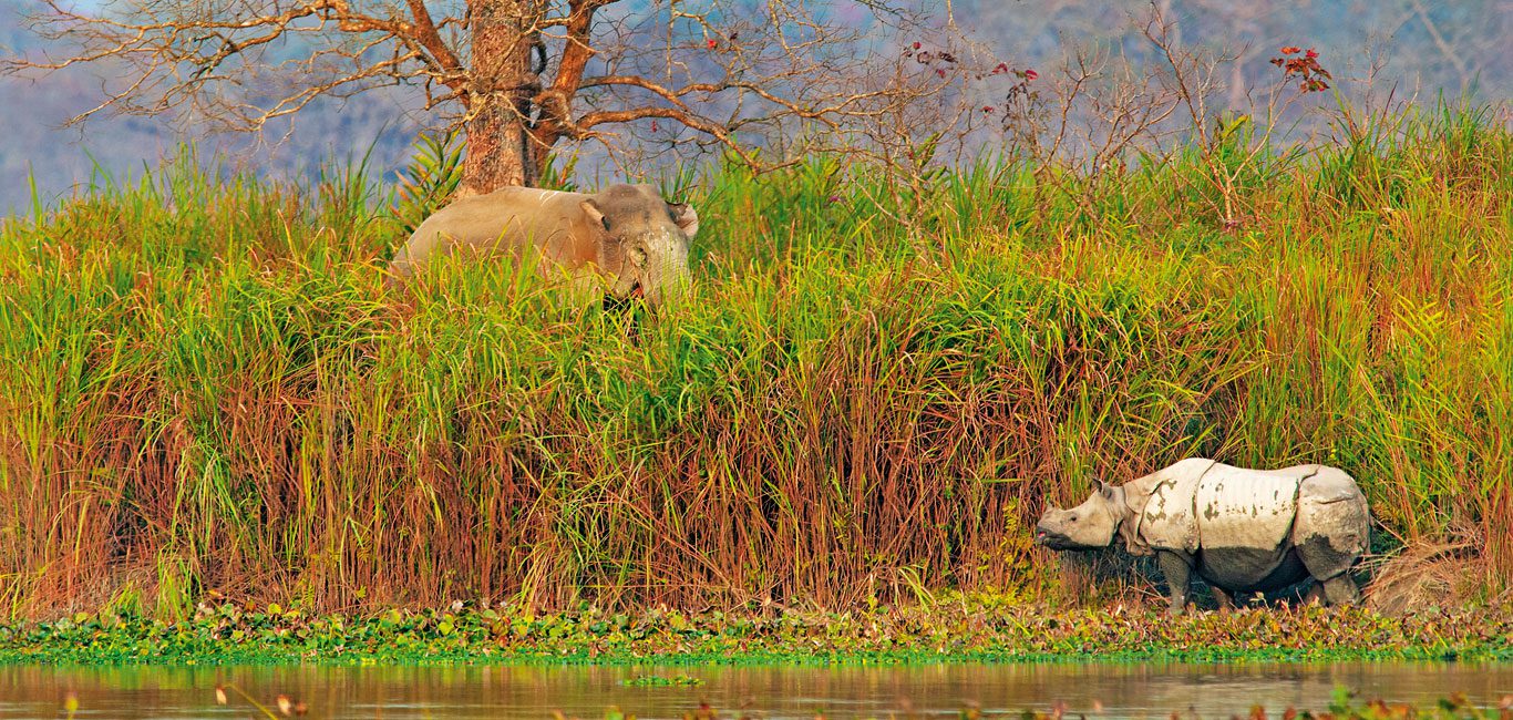 Le parc national de Kaziranga