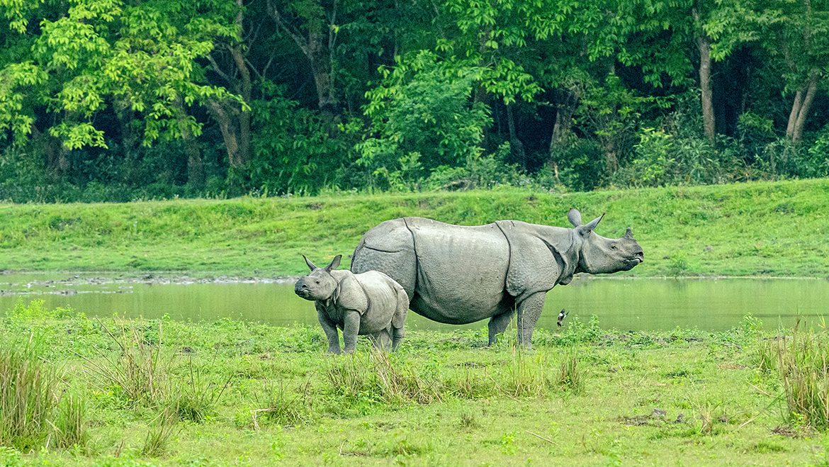 Le Kaziranga Au pays des rhinocéros