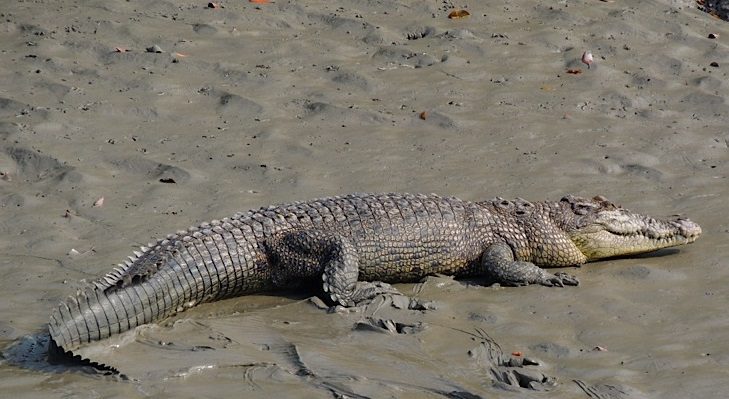 Le projet crocodile de Bhagabatpur