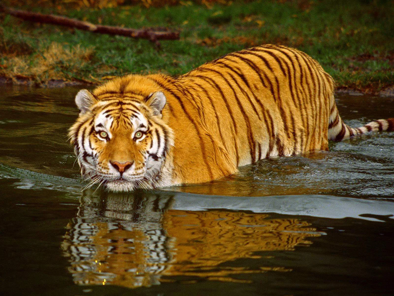 Les Sundarbans