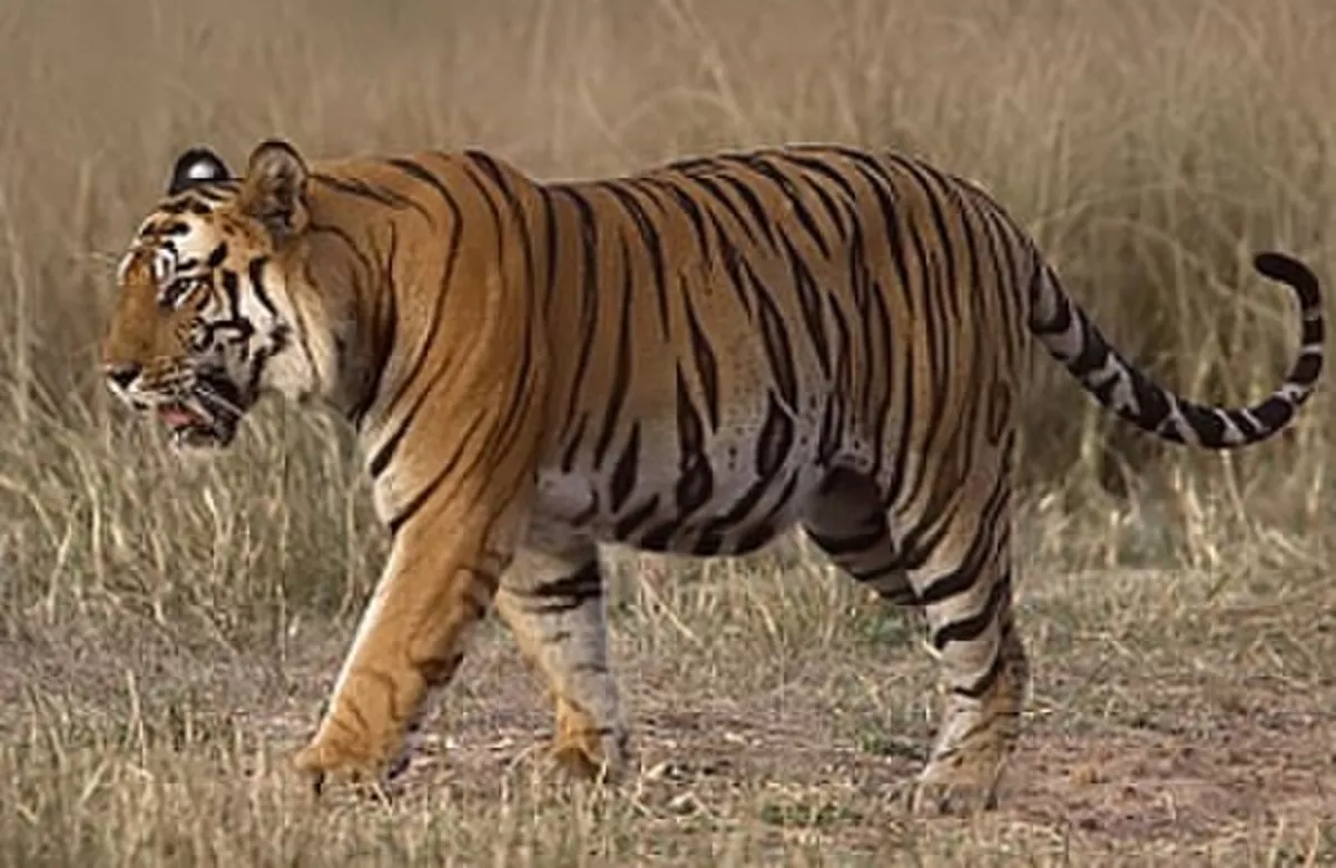 La réserve de tigres de Dampa
